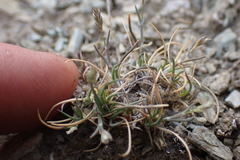 Poa maniototo