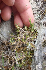 Stellaria gracilenta