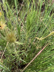 Berkheya zeyheri
