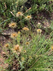 Berkheya zeyheri