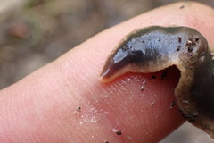 Arthurdendyus triangulatus