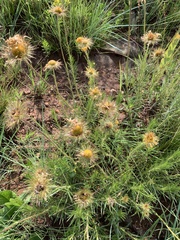 Berkheya zeyheri
