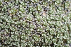 Raoulia parkii