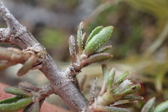 Coprosma petriei