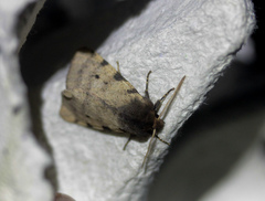 Canararctia rufescens