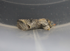 Abrostola canariensis