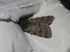 Canararctia rufescens