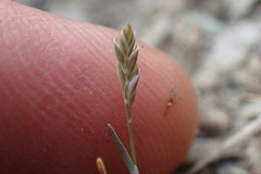 Poa maniototo