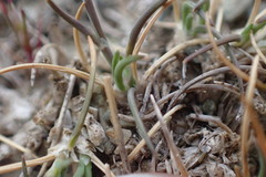 Poa maniototo