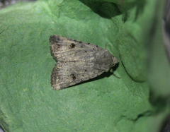 Caradrina rebeli