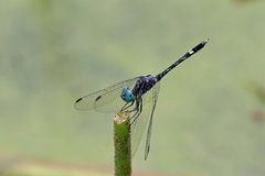 Micrathyria hesperis