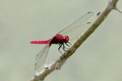 Erythemis mithroides