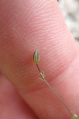 Stellaria gracilenta