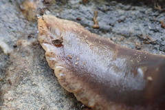 Arthurdendyus triangulatus