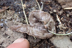 Arthurdendyus triangulatus