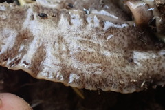 Arthurdendyus triangulatus