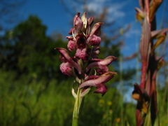 Anacamptis coriophora fragrans