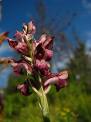 Anacamptis coriophora fragrans