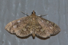 Anania coronata