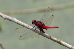 Erythemis mithroides