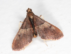 Endotricha ignealis
