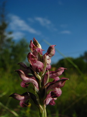 Anacamptis coriophora fragrans