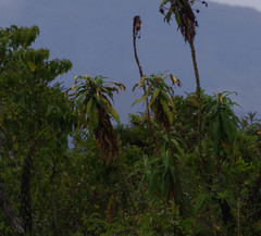 Siphocampylus giganteus