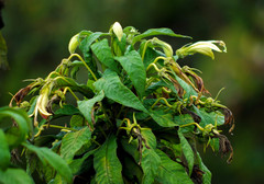 Siphocampylus giganteus