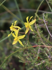 Cyanella lutea lutea