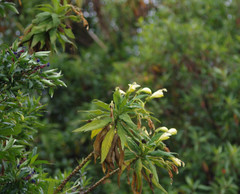 Siphocampylus giganteus