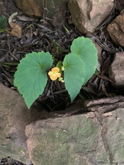 Begonia sutherlandii