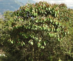 Miconia caudata