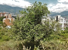 Citrus × aurantiifolia