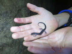 Plethodon wehrlei