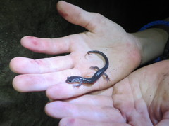 Plethodon wehrlei