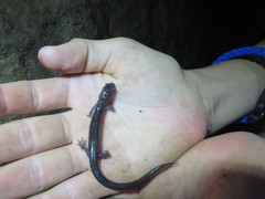 Plethodon wehrlei