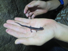 Plethodon wehrlei