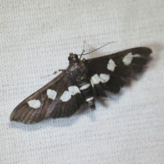 Desmia maculalis