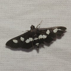 Desmia maculalis