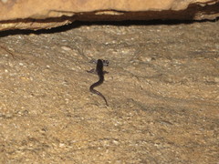 Plethodon wehrlei