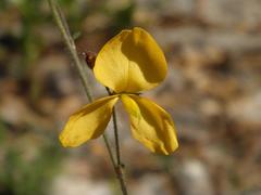 Chapmannia floridana