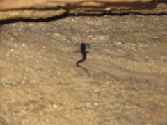 Plethodon wehrlei