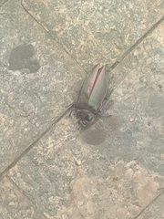 Euchroma giganteum