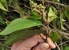 Miconia ibaguensis