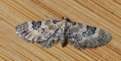 Eupithecia stellata