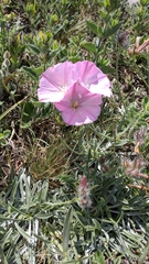 Convolvulus calvertii