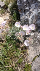 Convolvulus calvertii
