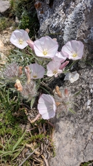 Convolvulus calvertii