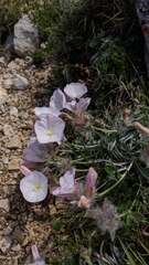 Convolvulus calvertii