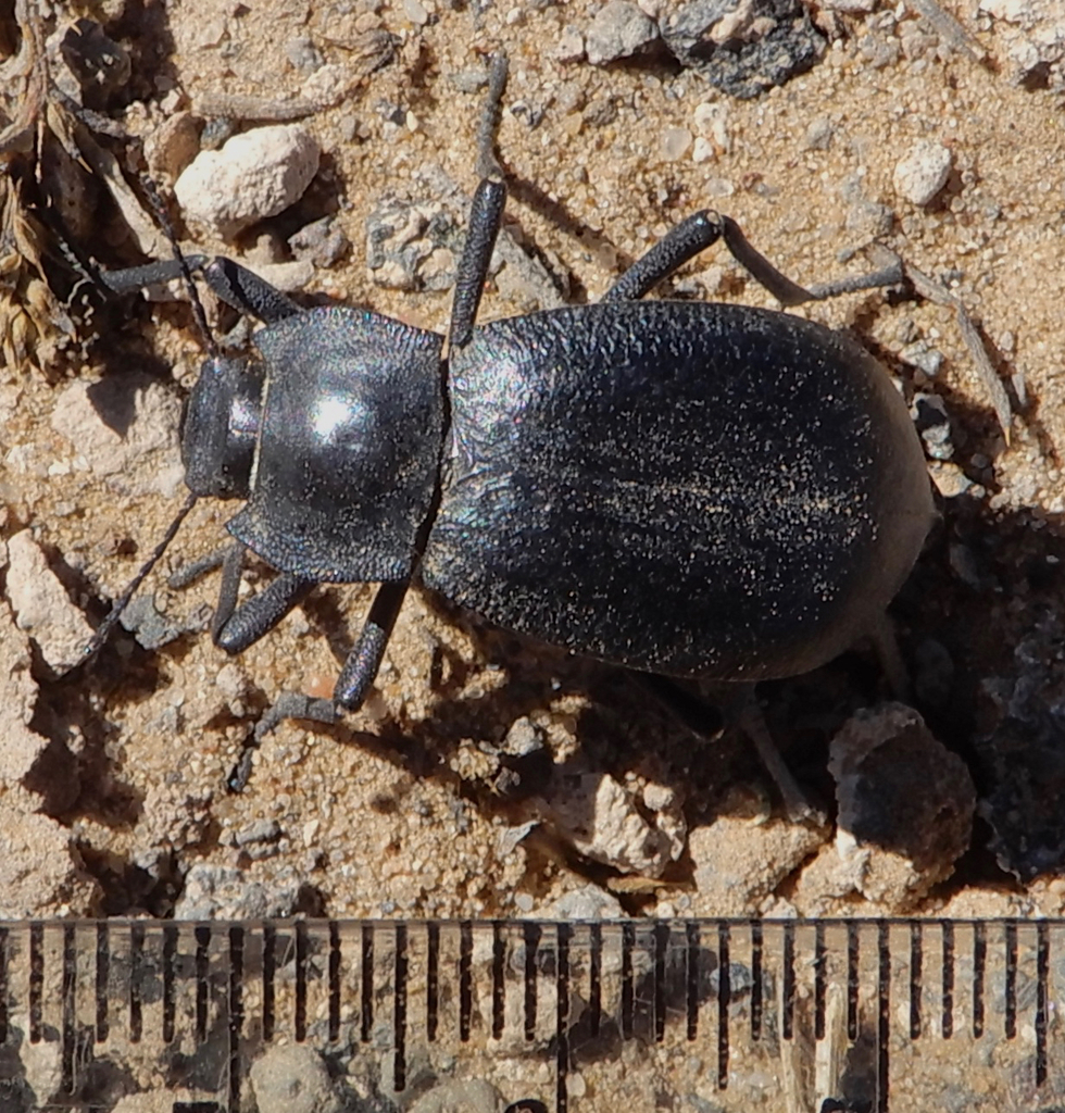 Stenomorpha obliterata